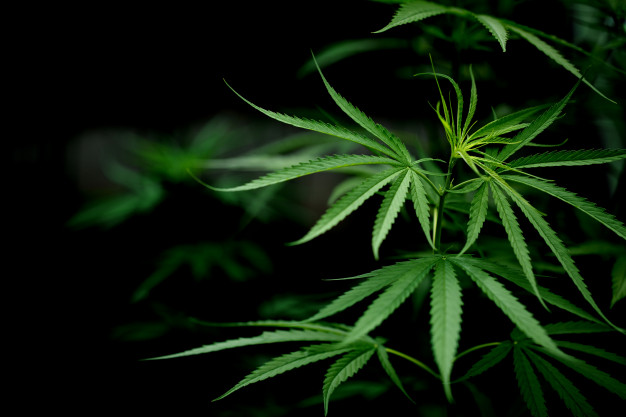 Czy marihuana to bezpieczny narkotyk?